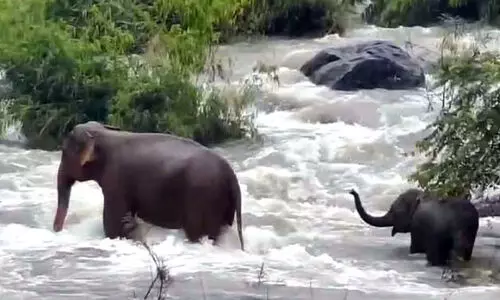 ഭീതി വിതച്ച് കാന്തൻപാറയിൽ കാട്ടാനക്കൂട്ടം