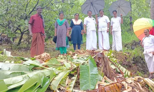 അയ്യൻകുന്നിൽ കാട്ടാനയിറങ്ങി കൃഷി നശിപ്പിച്ചു
