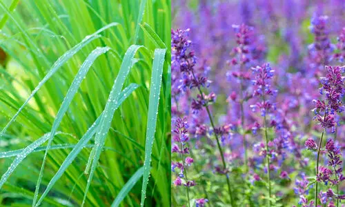 ഒരു തിരിയും കത്തിക്കേണ്ട; കൊതുകിനെ   തുരത്താൻ വീടിനുള്ളിൽ ഈ ചെടികൾ വളർത്തൂ