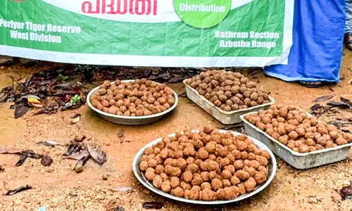 വ​ന്യ​മൃ​ഗ​ങ്ങ​ൾ​ക്ക്​ കാ​ട്ടി​നു​ള്ളി​ൽ തീ​റ്റ വി​ത്തു​ണ്ട​ക​ൾ എ​റി​ഞ്ഞ് വ​നം​വ​കു​പ്പ്