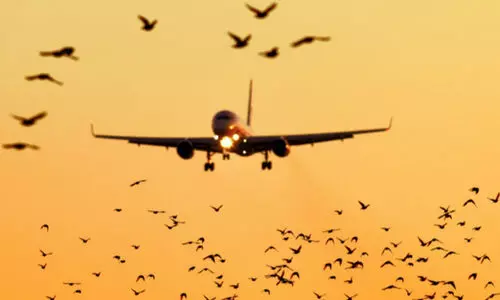വിമാനത്താവളങ്ങളിൽ പക്ഷികളുമായുള്ള കൂട്ടിയിടികൾ ഇരട്ടിയായെന്ന് ​വ്യോമയാന മന്ത്രാലയം;  മുന്നിൽ ഡൽഹിയും മുംബൈയും അഹ്മദാബാദും