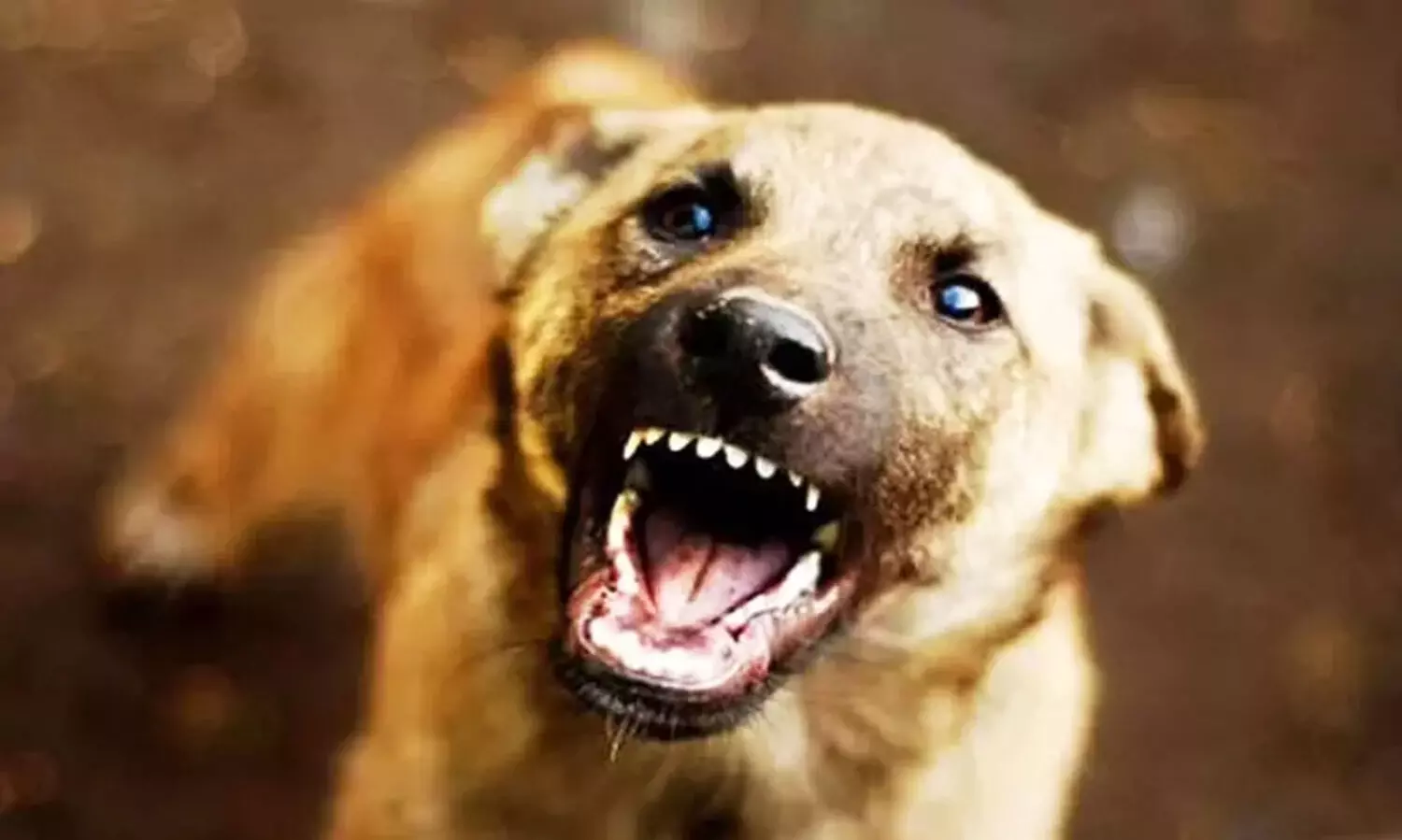 Stray dog ​​attack