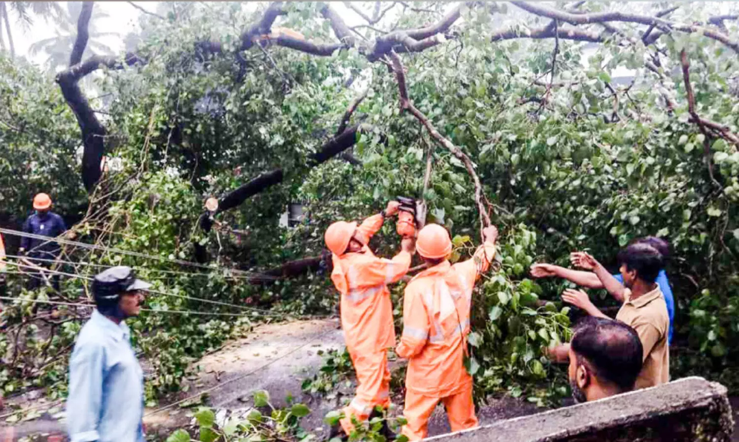 ആൽമരക്കൊമ്പ് ഒടിഞ്ഞുവീണ് അധ്യാപികക്കും വിദ്യാർഥിനിക്കും പരിക്ക്