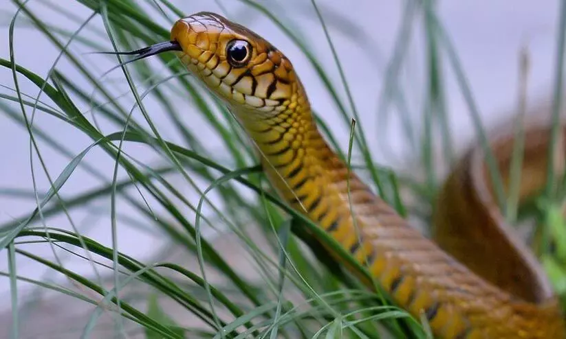 സംസ്ഥാന പാമ്പ് പദവിയിലേക്ക് ഉയരാനൊരുങ്ങി നമ്മുടെ സ്വന്തം ചേര