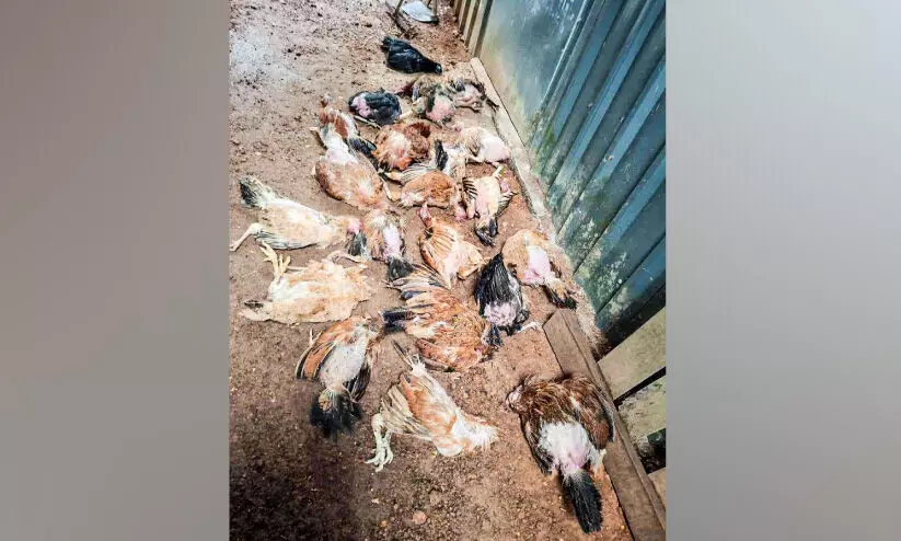 വ​ള്ളി​കു​ന്ന​ത്ത് കോ​ഴി​ക​ൾ കൂ​ട്ട​ത്തോ​ടെ ചാ​കു​ന്നു