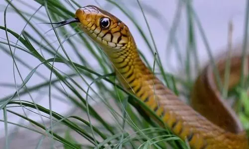 സംസ്ഥാന പാമ്പ് പദവിയിലേക്ക് ഉയരാനൊരുങ്ങി നമ്മുടെ സ്വന്തം ചേര