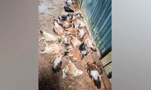 വ​ള്ളി​കു​ന്ന​ത്ത് കോ​ഴി​ക​ൾ കൂ​ട്ട​ത്തോ​ടെ ചാ​കു​ന്നു