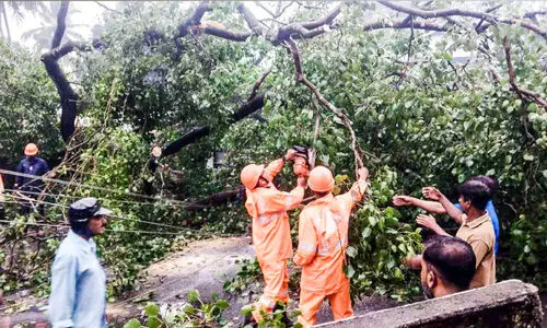 ആൽമരക്കൊമ്പ് ഒടിഞ്ഞുവീണ് അധ്യാപികക്കും വിദ്യാർഥിനിക്കും പരിക്ക്