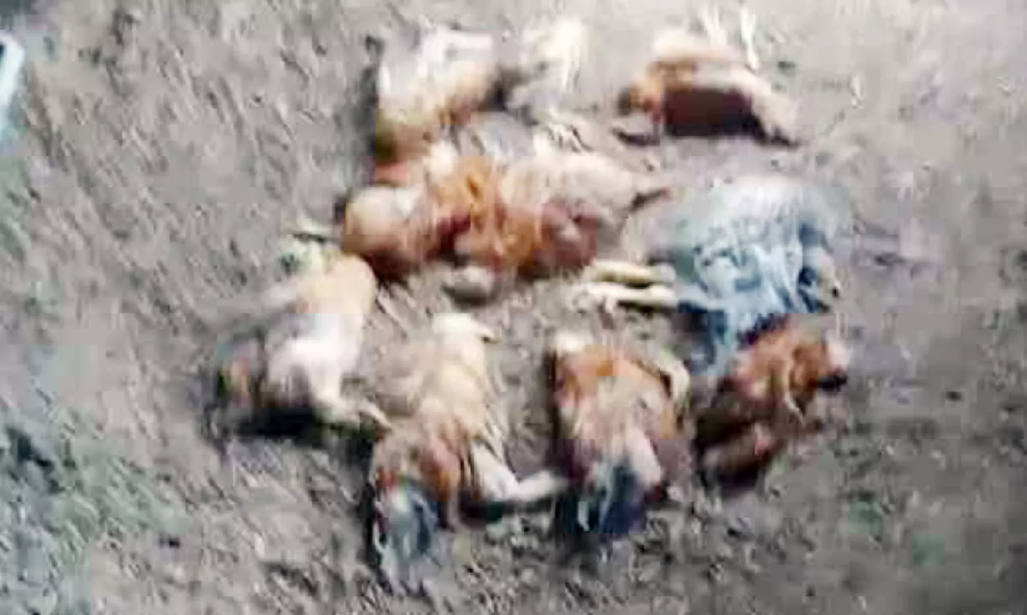 ഫാമിലെ കോഴികൾ ചത്തതിൽ ദുരൂഹത