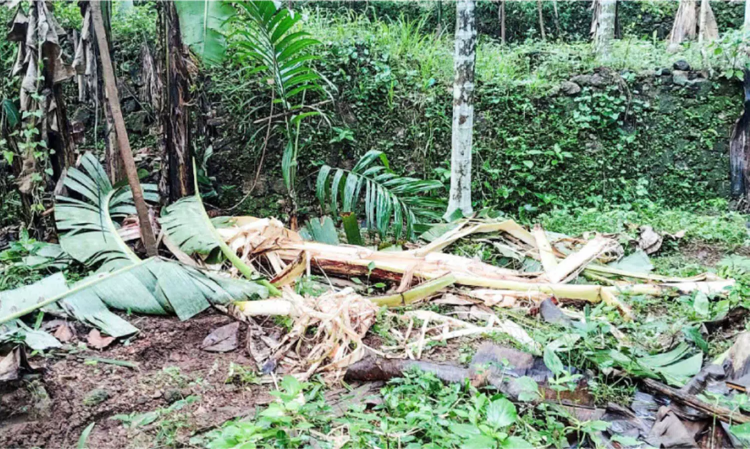 കുളത്തുമണ്ണിലും എലിമുള്ളിലും വീണ്ടും കാട്ടാനയിറങ്ങി