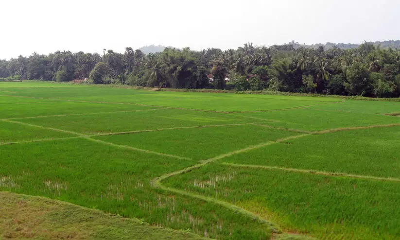 അനധികൃത നികത്തലിന്​ അറുതി; ഡേറ്റ ബാങ്ക് ശുദ്ധീകരിക്കാൻ തീരുമാനം