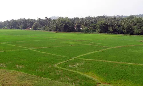 അനധികൃത നികത്തലിന്​ അറുതി; ഡേറ്റ ബാങ്ക് ശുദ്ധീകരിക്കാൻ തീരുമാനം