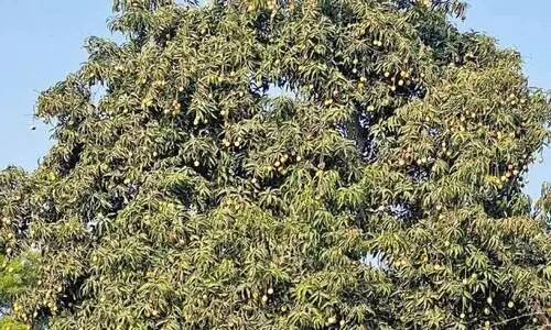 മാ​വു​ക​ൾ കാ​യ്ച്ചു തു​ട​ങ്ങി; മ​ധു​രോ​ർ​മ​ക​ളി​ൽ മ​ല​യാ​ളി​ക​ൾ