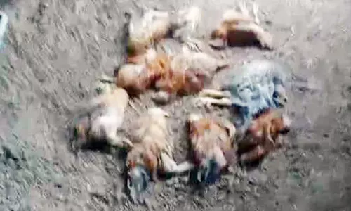 ഫാമിലെ കോഴികൾ ചത്തതിൽ ദുരൂഹത ഫാമിലെ കോഴികൾ ചത്തതിൽ ദുരൂഹത