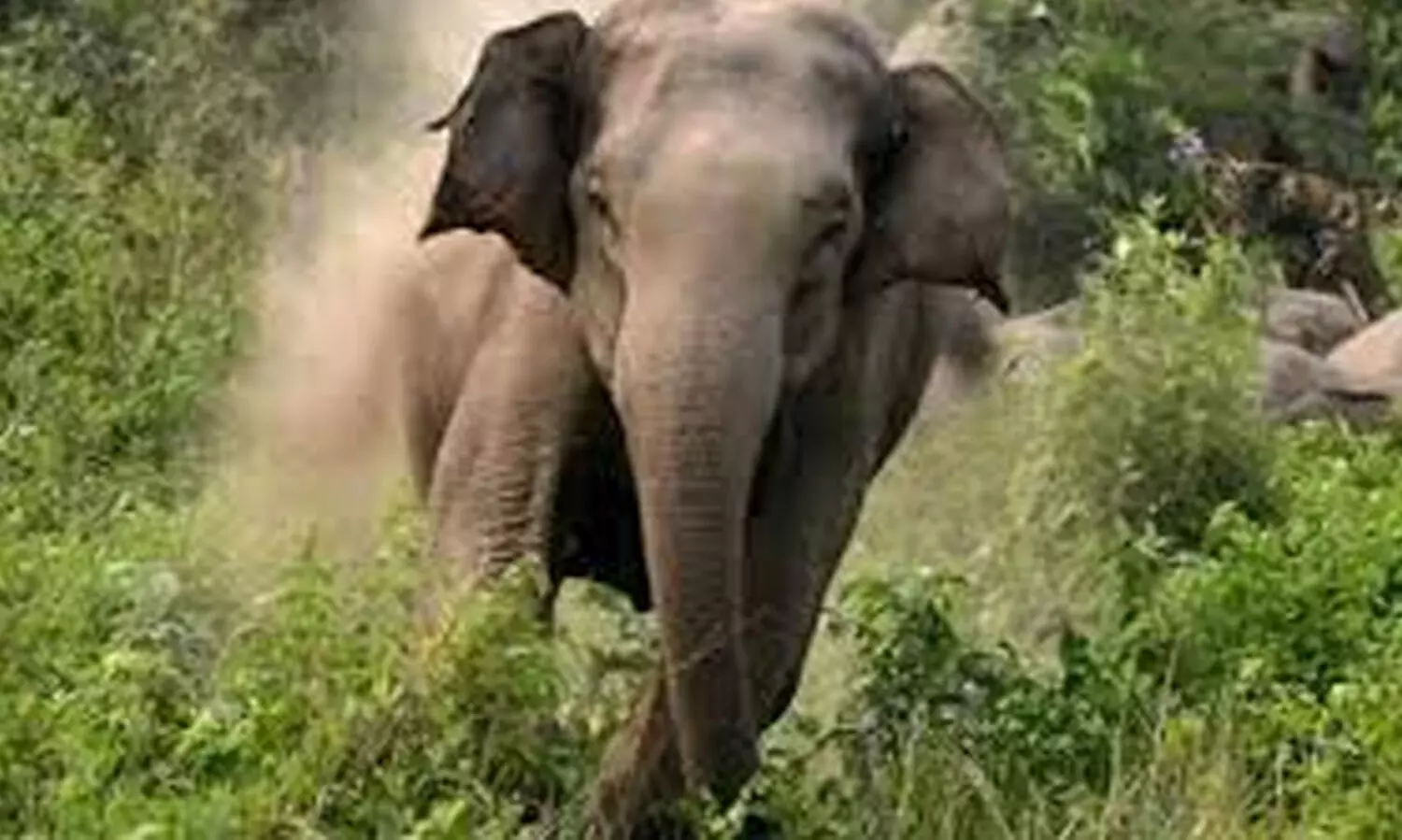 ഒരു മാസത്തിനിടെ ജില്ലയില്‍ കാട്ടാന ആക്രമണത്തില്‍  കൊല്ലപ്പെട്ടത് മൂന്നുപേര്‍