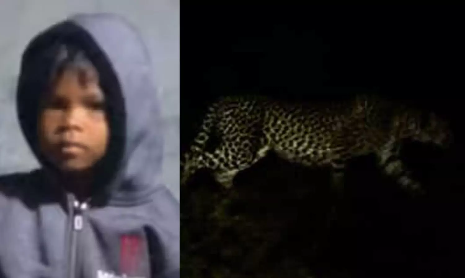 വാൽപ്പാറയിൽ മുറ്റത്ത് കളിച്ചുകൊണ്ടിരുന്ന നാലുവയസ്സുകാരിയെ പുലി പിടിച്ചു