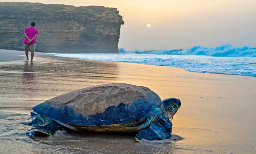 ക​ട​ലാ​മക്കുഞ്ഞു​ങ്ങ​ളു​ടെ സം​ര​ക്ഷ​ണം