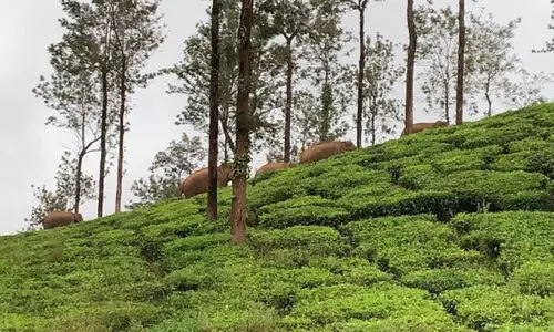 മേ​പ്പാ​ടി ടൗ​ണി​ന​ടു​ത്ത് കാ​ട്ടാ​ന​ക്കൂ​ട്ടം