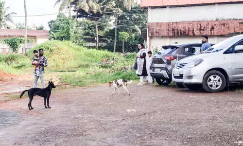 തി​രു​വ​ല്ല താ​ലൂ​ക്ക് ആ​ശു​പ​ത്രി പ​രി​സ​ര​ത്ത്​ നാ​യ്​​ശ​ല്യം രൂ​ക്ഷം; ഭീതിയിൽ രോഗികൾ