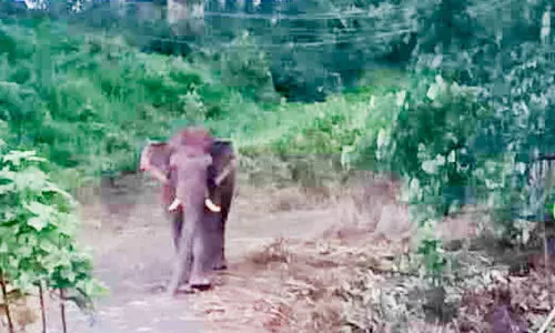 കല്ലേലി സ്കൂളിന്​ സമീപം കാട്ടാനക്കൂട്ടം