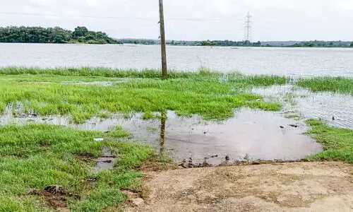 ചിറ്റിലപ്പാടം ​വെള്ളത്തിൽ; 142 ഏ​ക്ക​റി​ലെ നെ​ൽ​കൃ​ഷി അ​വ​താ​ള​ത്തി​ൽ