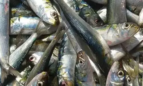 മ​ത്സ്യ​ല​ഭ്യ​ത കു​റ​ഞ്ഞു; മീനിന്​ തീവില