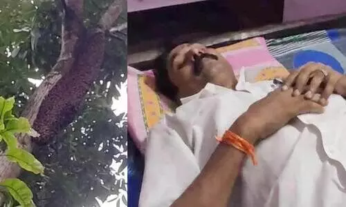 തേനീച്ചക്കൂട് നീക്കം ചെയ്യുന്നതിനിടെ വാർഡ് കൗൺസിലർക്ക് കുത്തേറ്റു