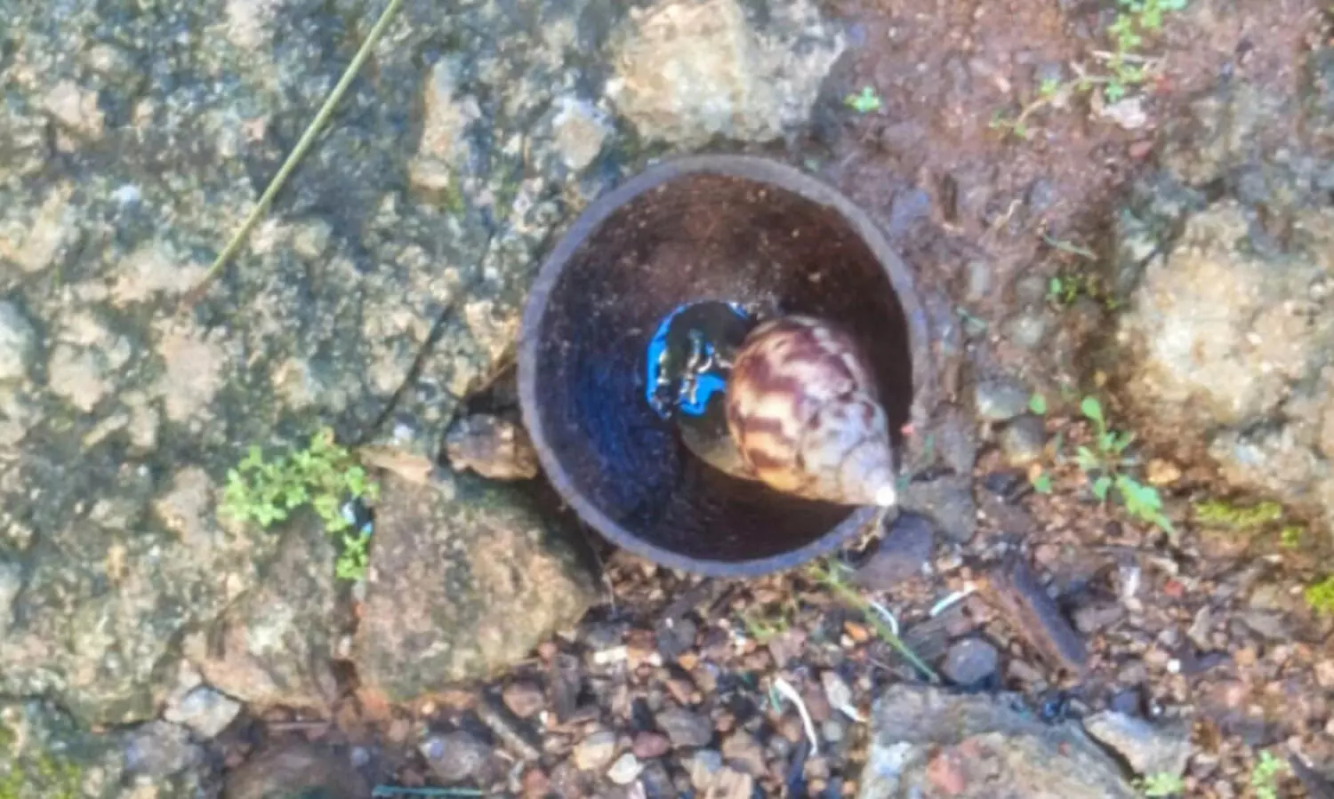 ചിറക്കടവിൽ ആഫ്രിക്കൻ ഒച്ച്​ ശല്യം രൂക്ഷം