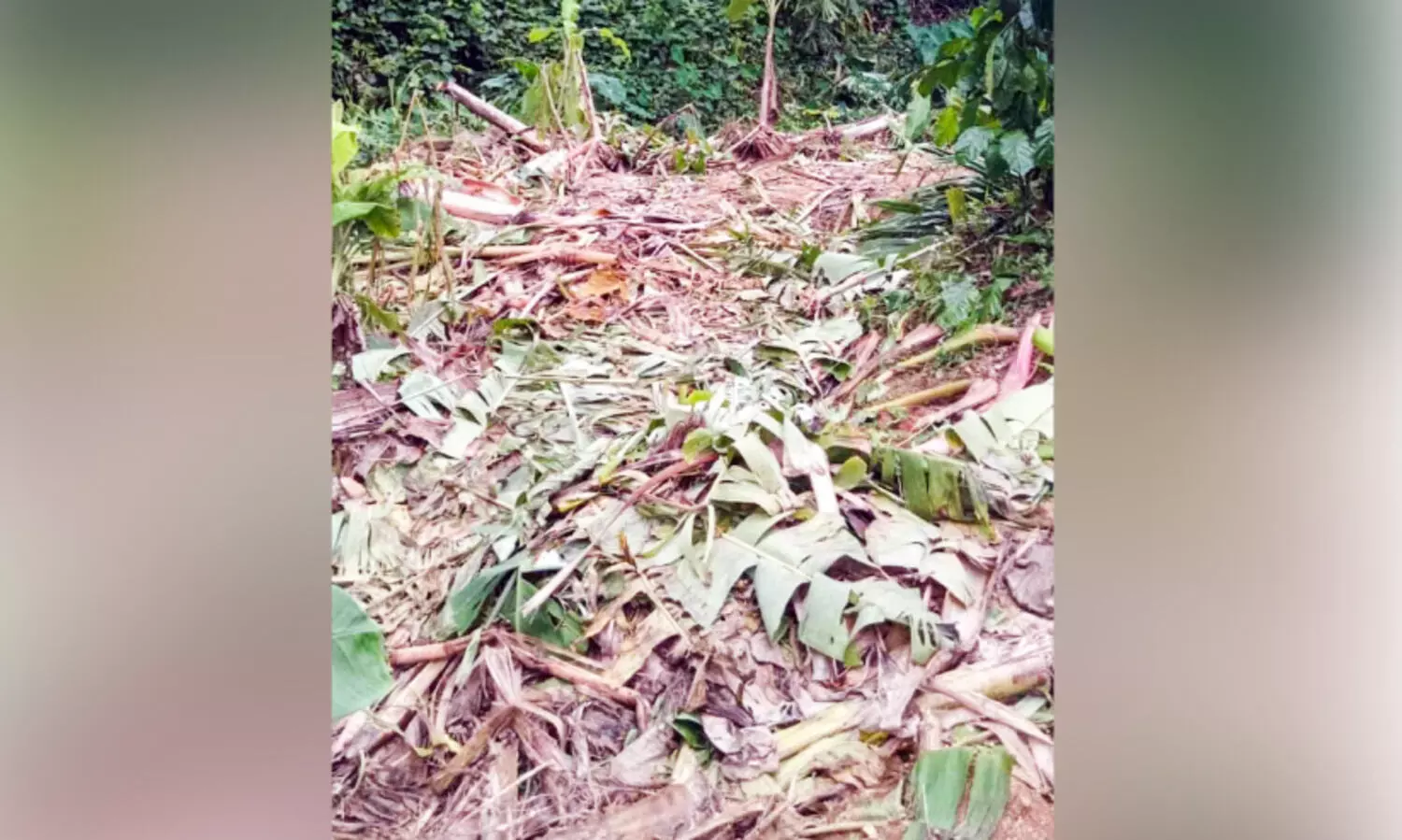 തോട്ടം മേഖലയിൽ കാട്ടാന ശല്യം അതിരൂക്ഷം