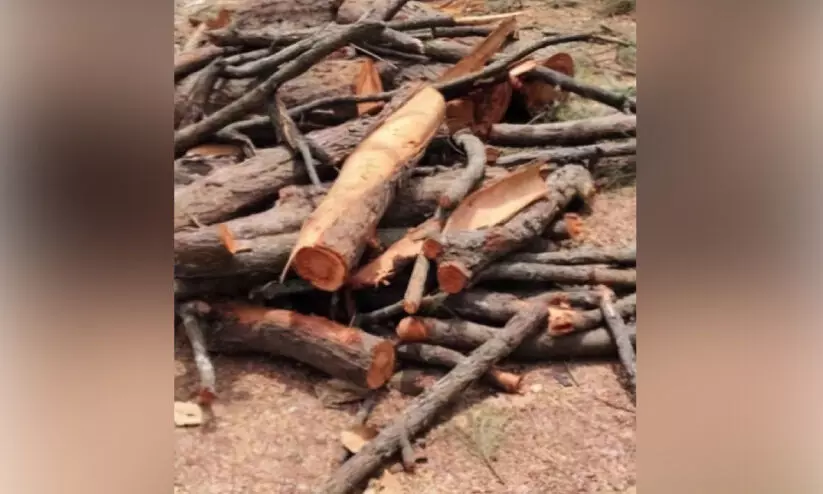 മരം മുറി: വനംവകുപ്പിനെതിരെ സോമേശ്വര നഗരസഭ