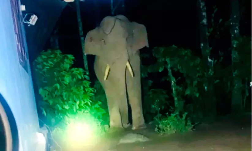 നാടിന്റെ ഉറക്കം കെടുത്തി കാട്ടാനകൾ നാടിന്റെ ഉറക്കം കെടുത്തി കാട്ടാനകൾ