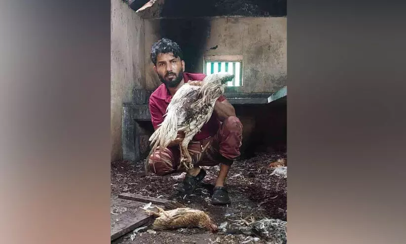 തെരുവുനായ്ക്കൾ കടിച്ചുകീറിയത് കോഴികളെയല്ല; സഫ്‍വാന്റെ ജീവിതത്തെയാണ്