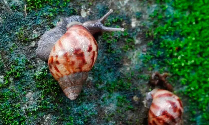 കടൽ കടന്നെത്തിയ ശല്യക്കാർ; ആഫ്രിക്കൻ ഒച്ചുകളാൽ പൊറുതിമുട്ടി പ്രദേശവാസികൾ