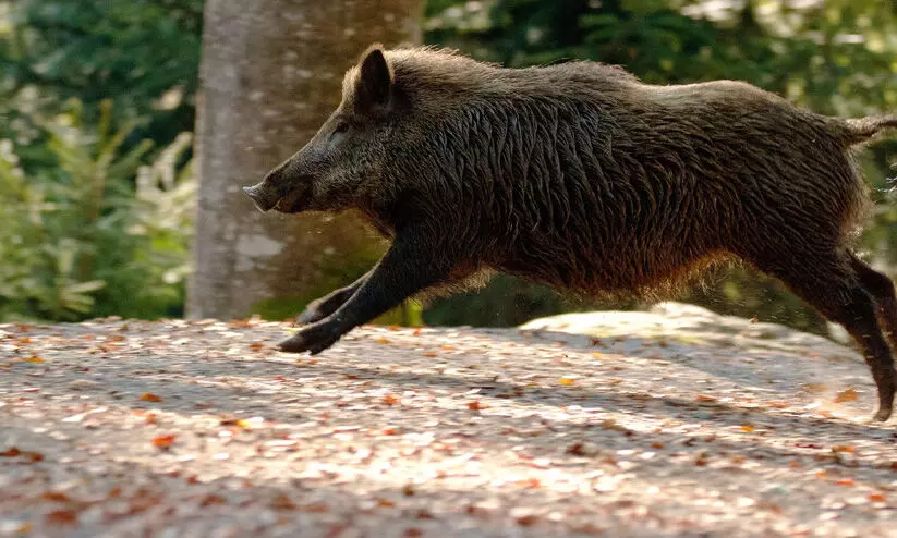 ആശങ്ക പടരുന്നു, പ്രതിഷേധവും; കാട്ടുപന്നി ശല്യം ജില്ല മുഴുവൻ വ്യാപിക്കുന്നു