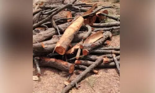 മരം മുറി: വനംവകുപ്പിനെതിരെ സോമേശ്വര നഗരസഭ