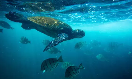 ആവാസ വ്യവസ്ഥയിൽ മനുഷ്യ ഇടപെടൽ; 150 ഇനം കടൽ ജീവികൾ ഒറ്റപ്പെടുന്നു