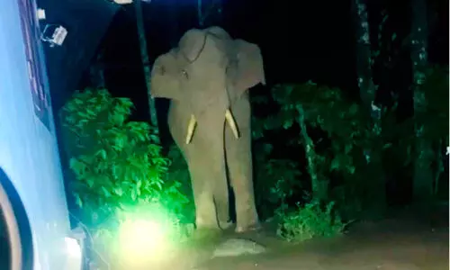 നാ​ടി​ന്റെ ഉ​റ​ക്കം കെ​ടു​ത്തി കാ​ട്ടാ​ന​ക​ൾ