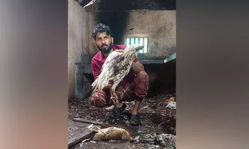 തെരുവുനായ്ക്കൾ കടിച്ചുകീറിയത് കോഴികളെയല്ല; സഫ്‍വാന്റെ ജീവിതത്തെയാണ്