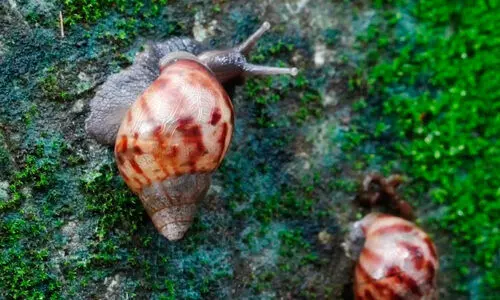 കടൽ കടന്നെത്തിയ ശല്യക്കാർ; ആഫ്രിക്കൻ ഒച്ചുകളാൽ പൊറുതിമുട്ടി പ്രദേശവാസികൾ