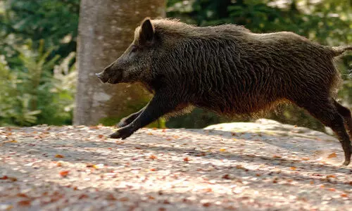 ആശങ്ക പടരുന്നു, പ്രതിഷേധവും; കാട്ടുപന്നി ശല്യം ജില്ല മുഴുവൻ വ്യാപിക്കുന്നു