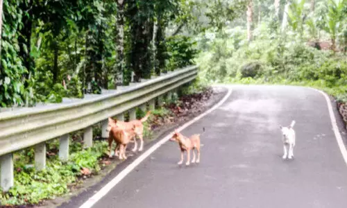 ചുങ്കപ്പാറ-ആലപ്രക്കാട് റോഡിൽ തെരുവുനായ്​ ശല്യം രൂക്ഷം