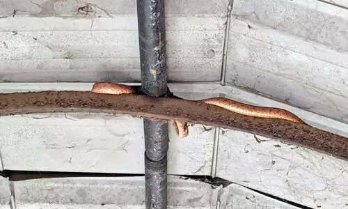 ബ​സ് സ്റ്റാ​ൻ​ഡി​ലെ മേ​ൽ​ക്കൂ​ര​യി​ൽ പാ​മ്പ്