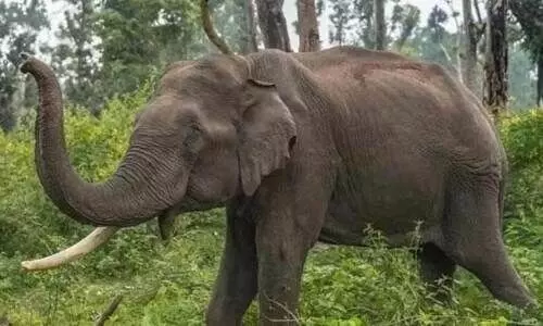 പീ​രു​മേ​ട്ടി​ൽ വീ​ണ്ടും കാ​ട്ടാ​ന