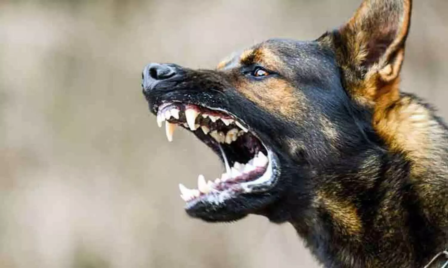 വാഴപ്പള്ളിയിൽ എട്ടുപേരെ കടിച്ച തെരുവുനായ്​ക്ക്​ പേവിഷബാധ