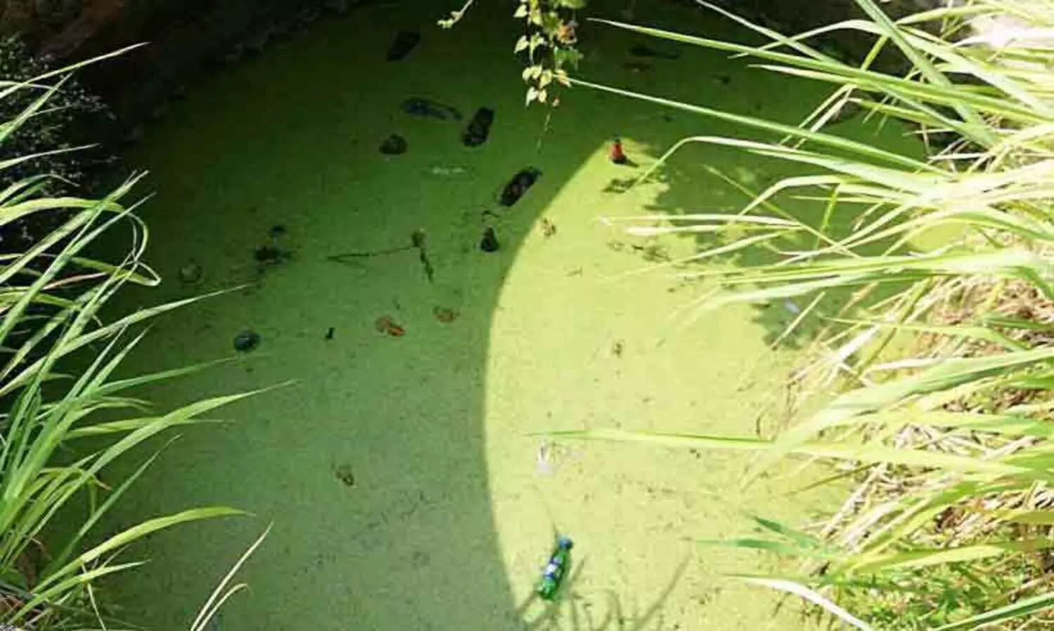 വെ​ള്ളം നി​റ​ഞ്ഞ പൊ​തു​കി​ണ​റു​ക​ളി​ൽ മാ​ലി​ന്യം