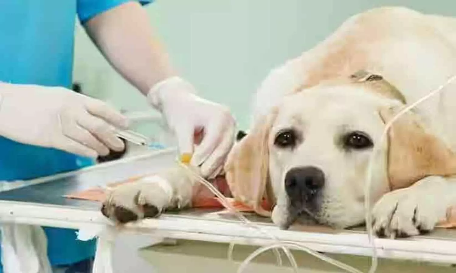 ഡോക്ടറും ജീവനക്കാരുമില്ല; പ്രവര്‍ത്തനം നിലച്ച് മൊബൈല്‍ വൈറ്ററിനറി സര്‍ജറി യൂനിറ്റ്