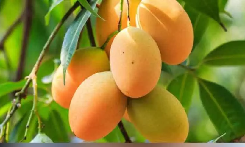 മാ​മ്പ​ഴ വി​ല​യി​ടി​വ്; മാ​മ്പ​ഴ ക​ർ​ഷ​ക​ർ​ക്ക് കേ​ന്ദ്രം   ന​ഷ്ട​പ​രി​ഹാ​രം പ്ര​ഖ്യാ​പി​ച്ചു