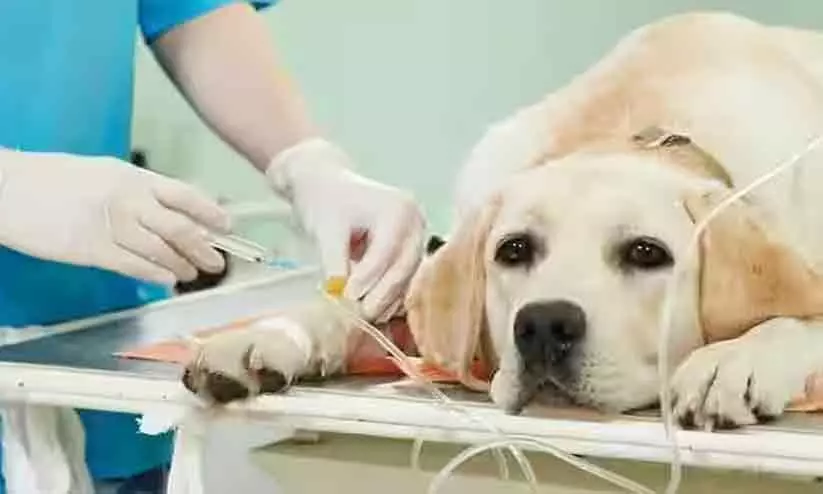 ഡോക്ടറും ജീവനക്കാരുമില്ല; പ്രവര്ത്തനം നിലച്ച് മൊബൈല് വൈറ്ററിനറി സര്ജറി യൂനിറ്റ് ഡോക്ടറും ജീവനക്കാരുമില്ല; പ്രവര്ത്തനം നിലച്ച് മൊബൈല് വൈറ്ററിനറി സര്ജറി യൂനിറ്റ്