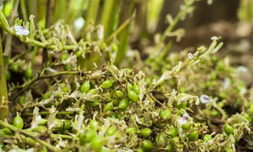 പ്രതീക്ഷയിൽ ഏലം; സമ്മർദത്തിൽ റബർ