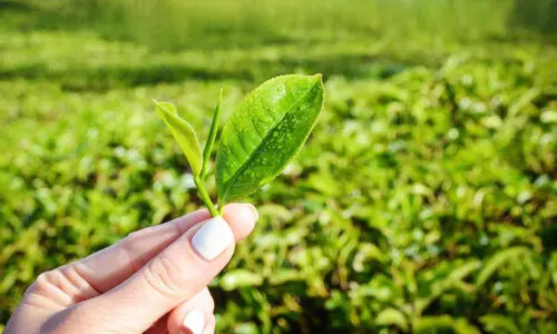 സംഘർഷത്തിൽ ഉലഞ്ഞ് തേയിലയും